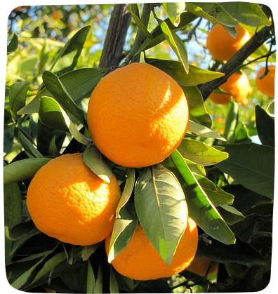 Organic Mandarin Oranges - Automatic Bi-Weekly Delivery - Massa Organics