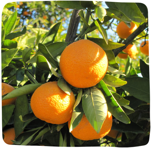 Organic Natural Mandarin Orange ,fresh Mandarine Fruit ,natural Tangerine  ,seasonal Taste, 800 Gr-28,22 Oz FREE SHIPPING 