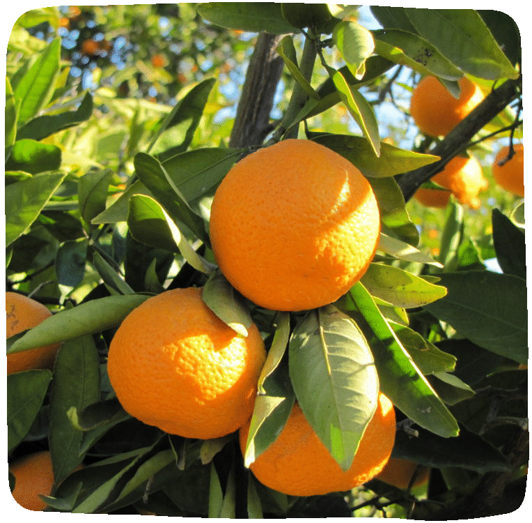 Organic Satsuma Mandarin Oranges - Massa Organics